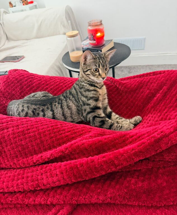 Tabby Kitten - 9 months old