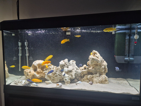 Saulosi chilids