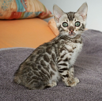Gorgeous Bengal Girl Kitten