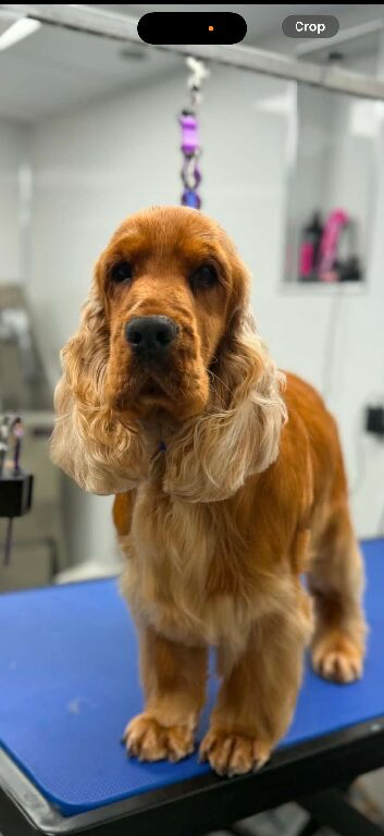 imported lines show cocker spaniel male Kc reg