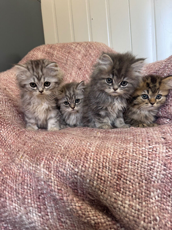 Chinchilla Persian kittens , doll face
