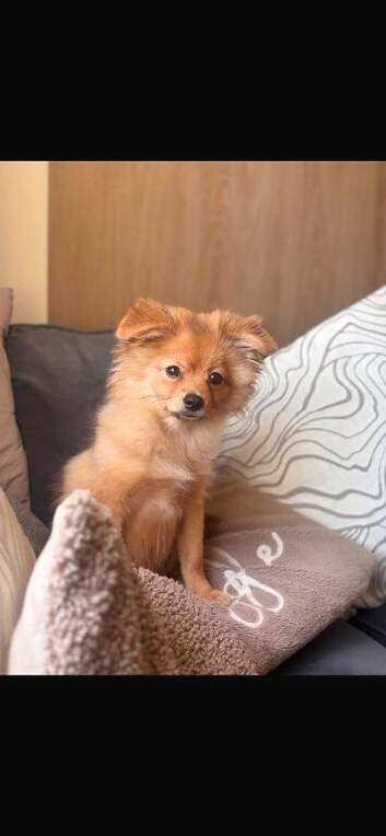 Male pomchi
