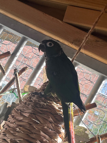 Crimson conure with dna