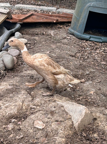 2 female runner ducks