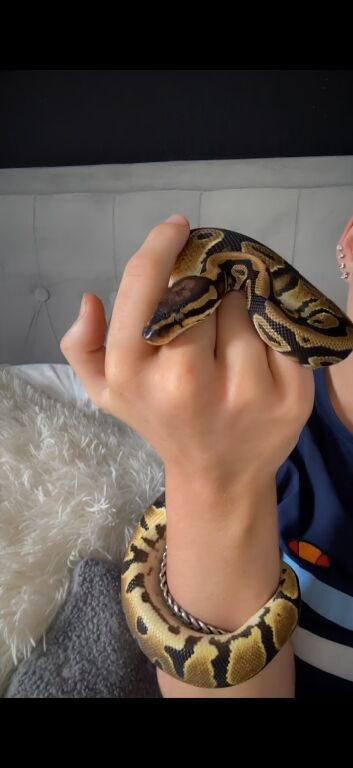 Ball python