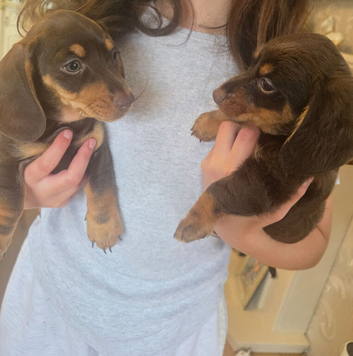 2 dashund cross boy puppies for sale
