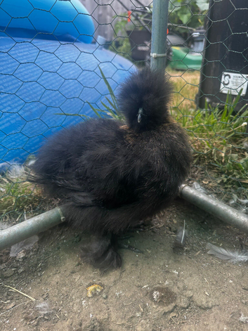 2 silkie pol hens