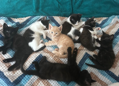 Stunning Litter of 7 Kittens &ndash; Comes with Scratch post! Ready for Loving Homes in Nottingham