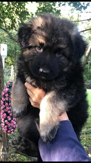 Beautiful German shepherd puppies