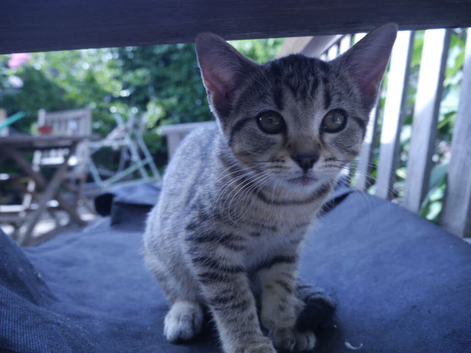 2 kittens