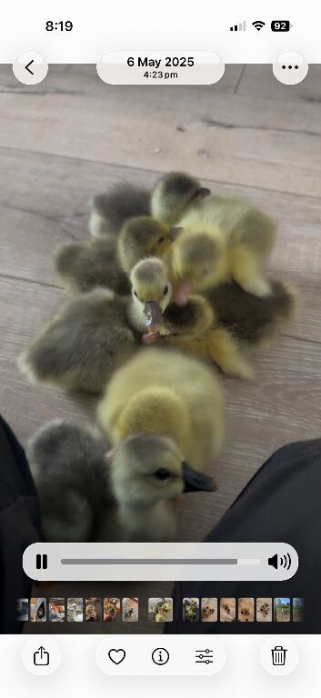 African Embden Toulouse Hybrid Mixed Goose Geese Hatched Chicks