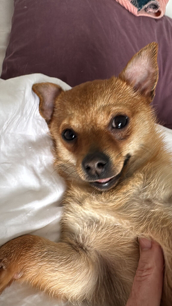 Chihuahua mix for sale