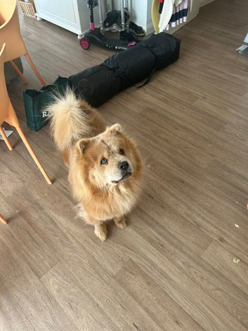 Wanting to breed our chow chow she&rsquo;s 4years old ,