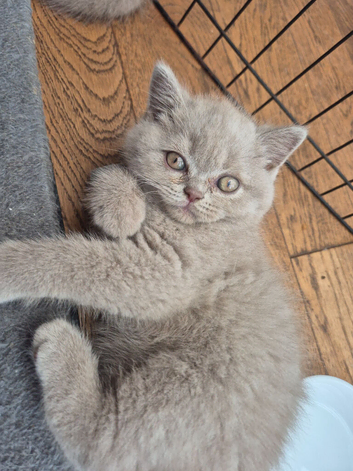 3 Fawn males British shorthair kittens