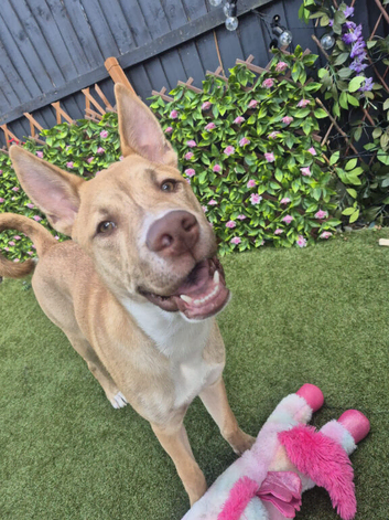 6 months Husky x Mastiff