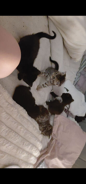 Kittens