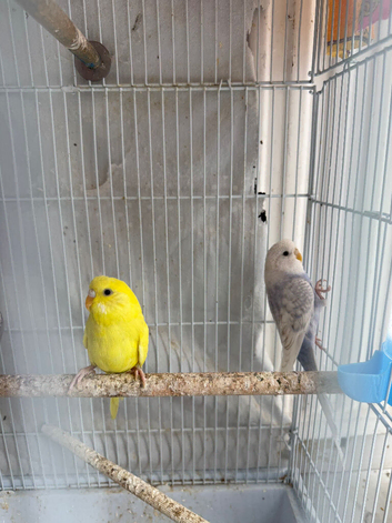 Healthy Baby Budgies for Sale