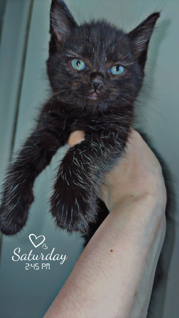 10 week old kitten for sale