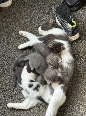 Beautiful Kittens