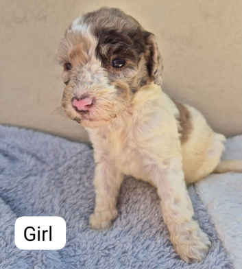 Beautiful f2b cockapoo's