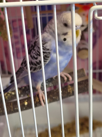 Budgies