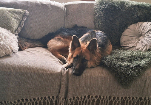 10 month old german shepherd