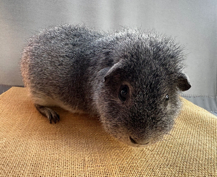 Rex Boar