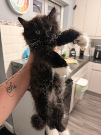 Kitten