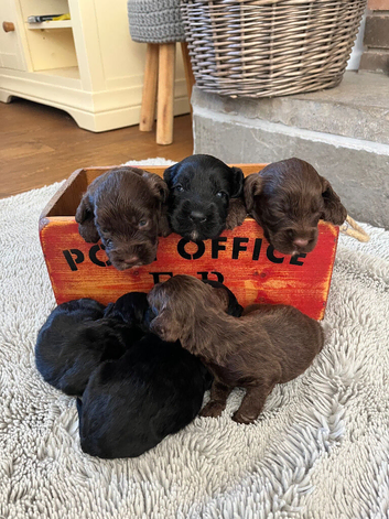 7 beautiful F1 cockapoo puppies