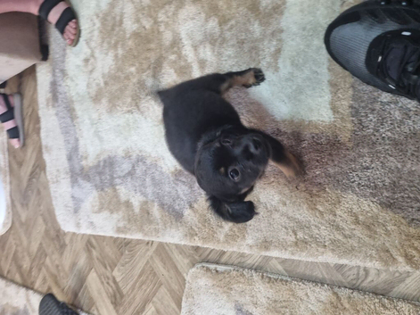Chihuahua