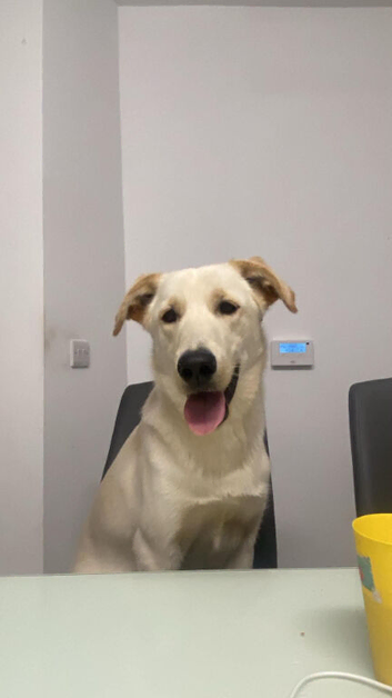 10 months old labrador