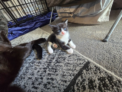 Maine coon cross kitten !