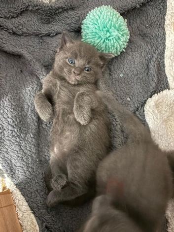 Ragdoll x Kittens