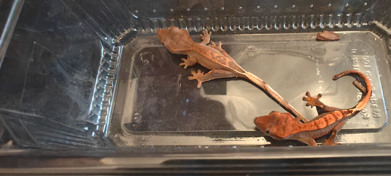 2 crested geckos with enclosure