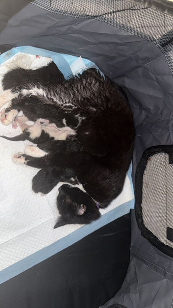 3 male kittens for sale first vaccine and mirochip