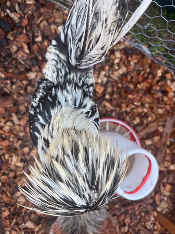 Sliver laced polish cockerel