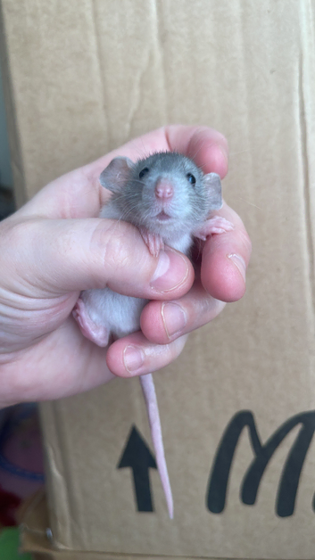 Rats looking for 5*homes only