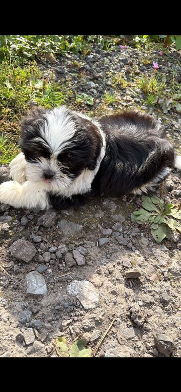 Stunning Shih Tzu male pup for sale