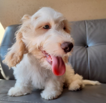 COCK-A-CHON male puppy for sale