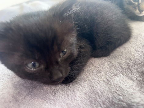 Mixed breed kittens