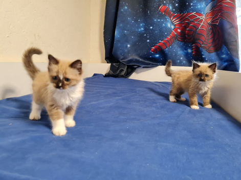 Mink mitted ragdoll kittens