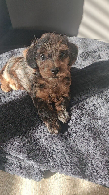 Cavapoo x dachshund puppy
