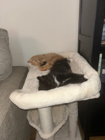 X2 male kittens to be rehomed together