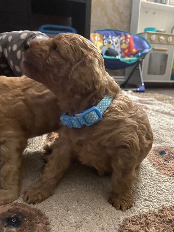 Beautiful F1B Cavapoo boy