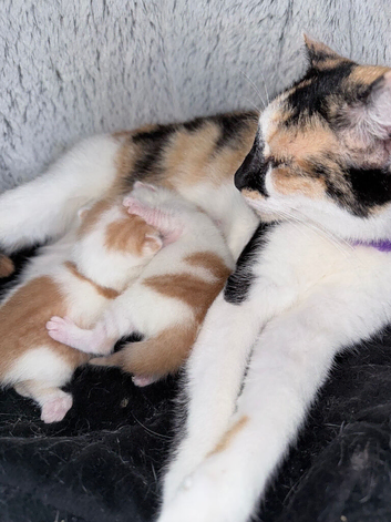 Two little ginger and white males