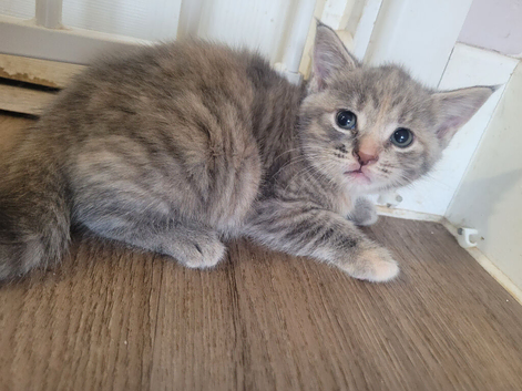 Stunning grey and cream tabby girl