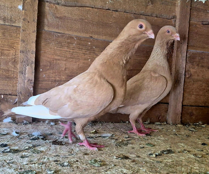 Syrian Pigeon for sale
