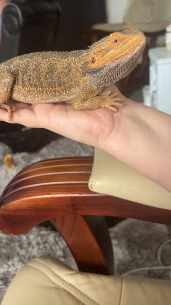 Female Bearded Dragon