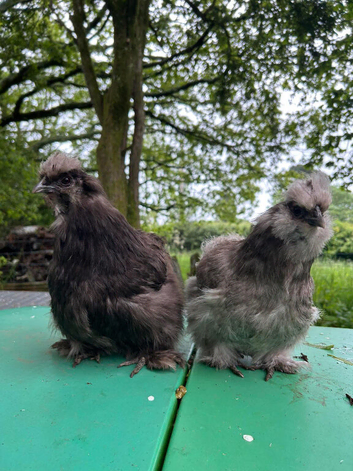 X2 Silkie Females Last Years Hatch POL
