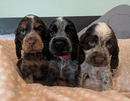 KC Show Cocker Spaniel Pups Health Tested Parents
